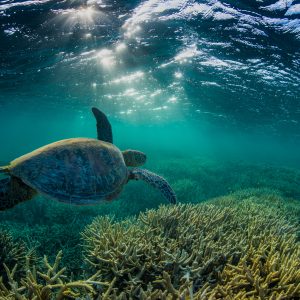 Sea turtle swimming on Barrier Reef