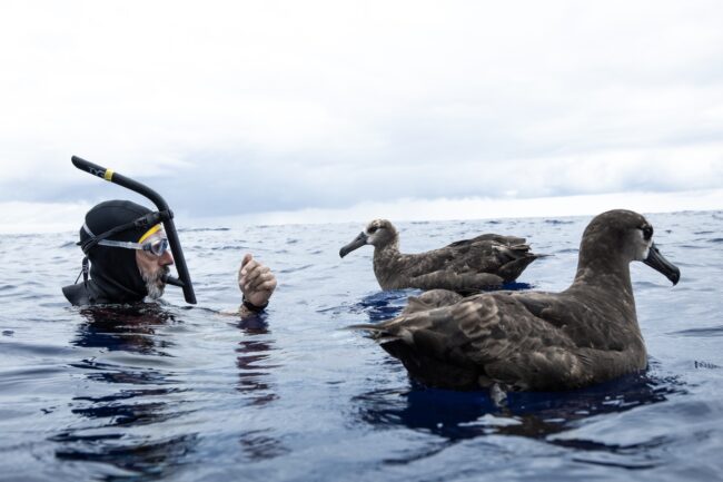 ben lecomte swimming with albatrosses