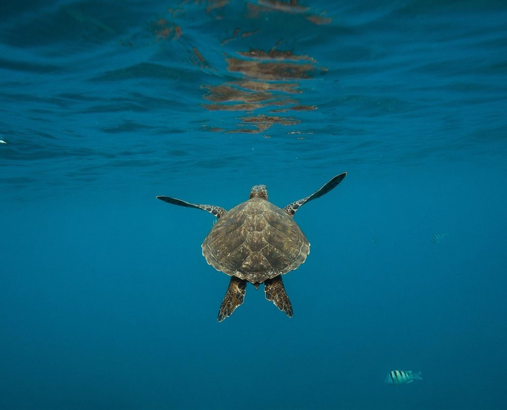 turtle swimming in sea