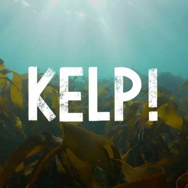 Kelp! Film advertisement picturing underwater sea kelp forest